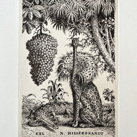 Peter Kľúčik, EXL N. HILLERBRANDT