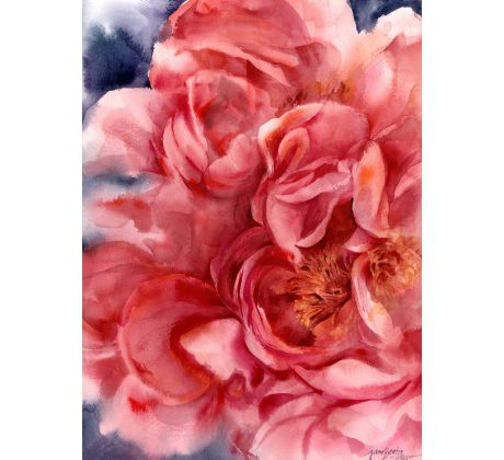 Jane Beata, Pivónia červená