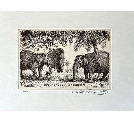 Peter Kľúčik, EXL JOZEF MARGECIN, Dva slony