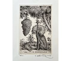 Peter Kľúčik, EXL N. HILLERBRANDT